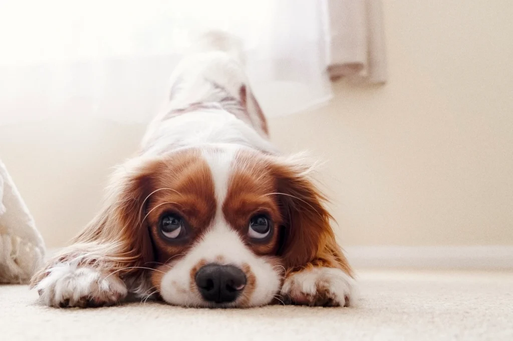 A dog resting on the floor, positioned comfortably in front of a window, enjoying the sunlight streaming in.